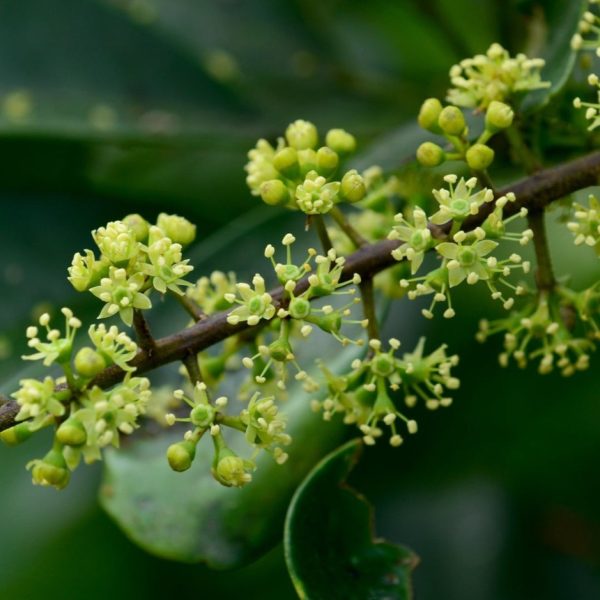 鴨腳木蜜|天然無加工|封蓋蜜|生蜜|野蜂|中華蜂：圖片 5