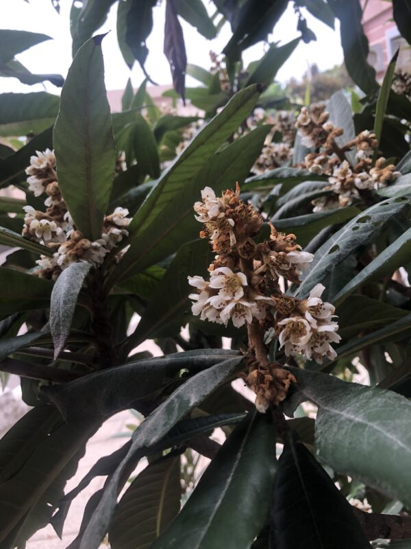 枇杷蜜|冬蜜|天然無加工|封蓋蜜|生蜜|野蜂|中華蜂：圖片 3