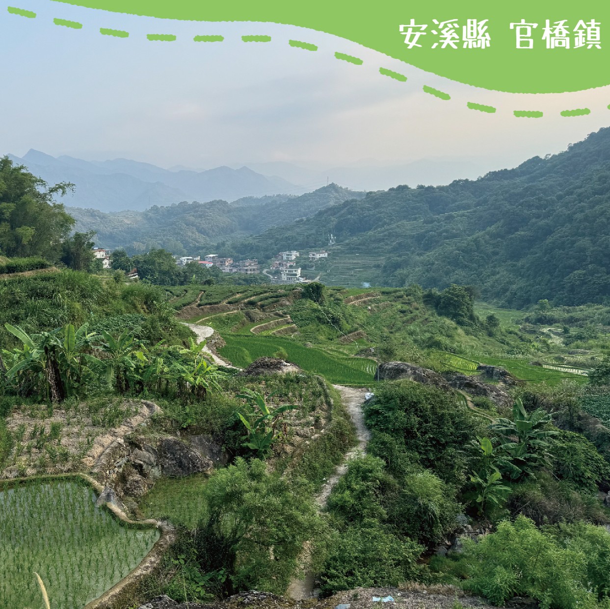 野蜂百花蜜 |勇敢、勇氣蜂蜜組|中華蜂|野蜂:圖片 5